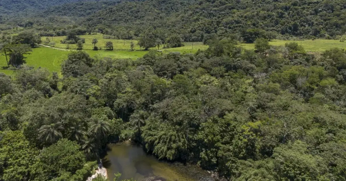 Brasil diminui em 43% área de vegetação nativa fragmentada