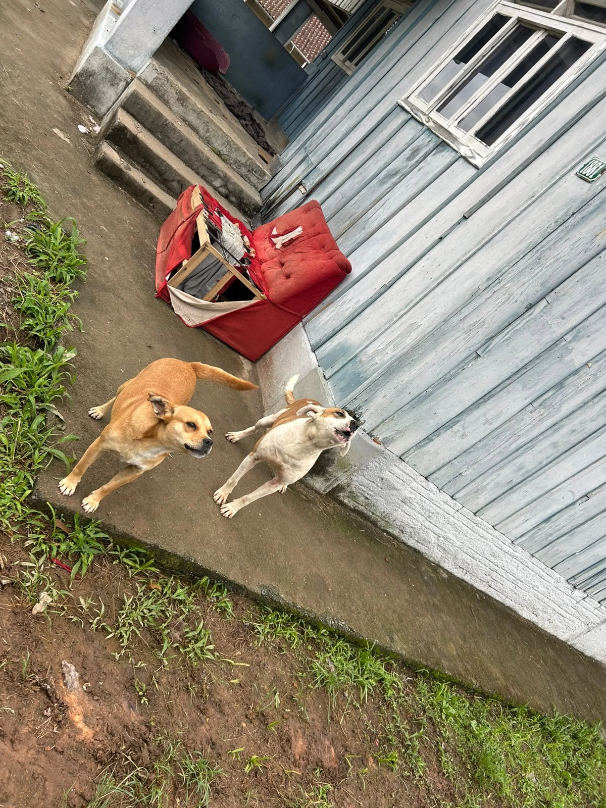 Mulher é presa em flagrante por abandono e maus-tratos a cães em Blumenau