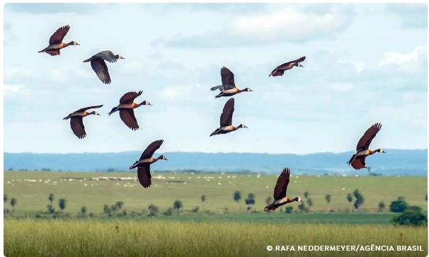 Proteção da biodiversidade mundial demanda mais US$1,3 trilhão por ano