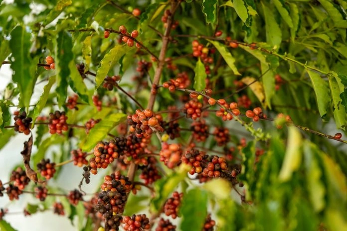 Café movimenta R$ 16,2 milhões em propriedades de Nova Bandeirantes, Nova Monte Verde e outras quatro cidades de MT
