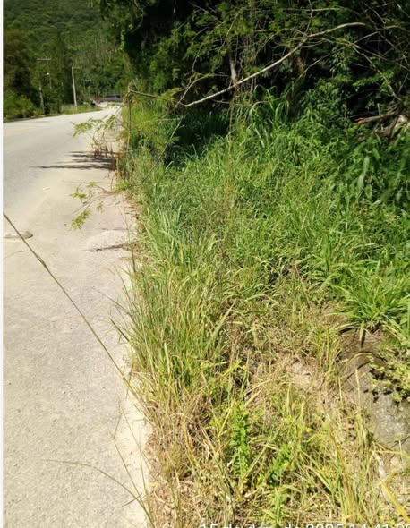 Após pedido de vereadores, SC-108 recebe limpeza e melhorias