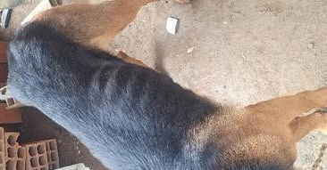 Cachorro é resgatado após denúncia de maus-tratos em Itapema