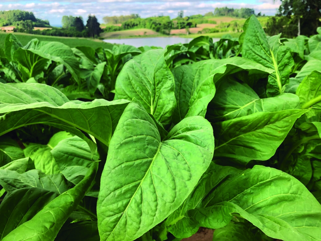 PREÇO DO TABACO CAI 13,5% NO RIO GRANDE DO SUL E SUPERA RECUOS DE SANTA CATARINA E PARANÁ
