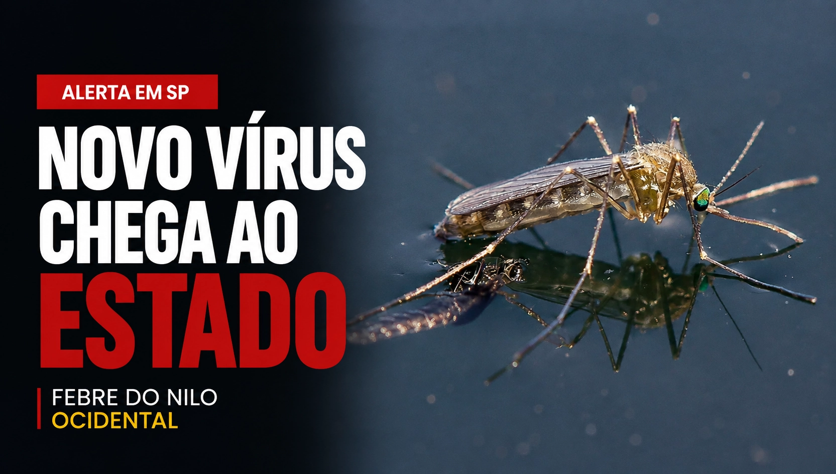 Alerta: São Paulo confirma primeiros casos humanos de Febre do Nilo Ocidental