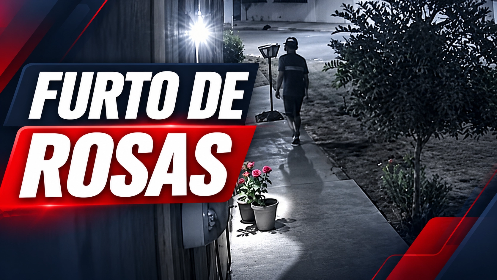 Câmeras registram furto de rosas do deserto no bairro Santa Tereza, em Brumado