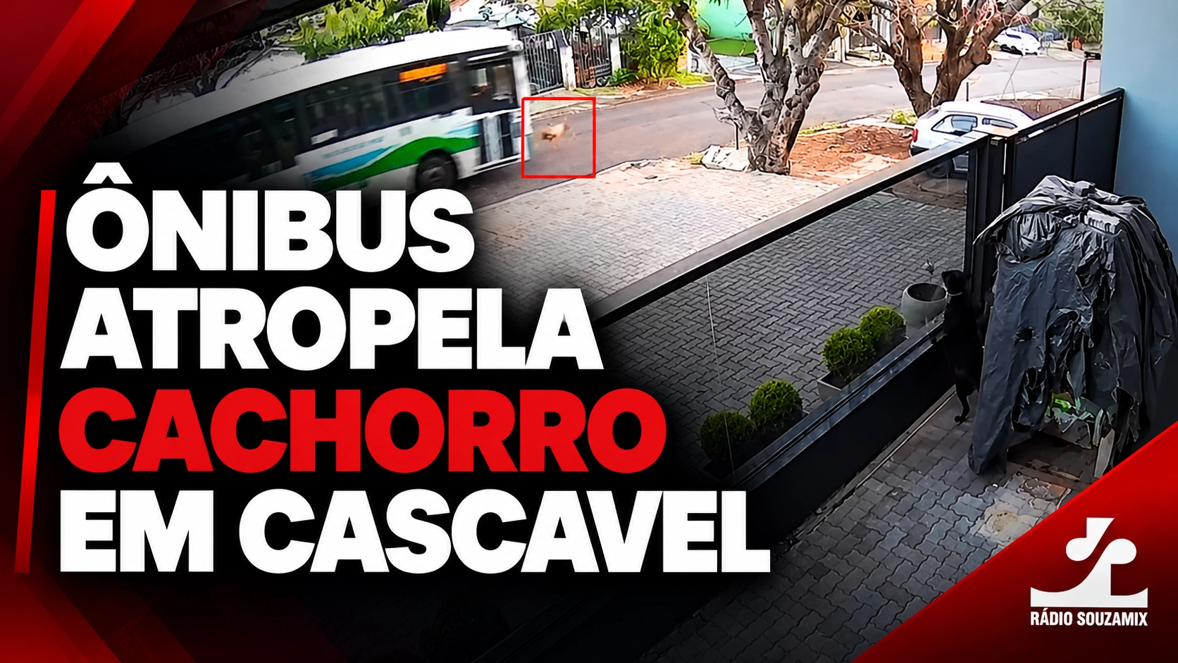 Motorista de ônibus é indiciado após atropelar e matar cachorro em Cascavel, no Paraná