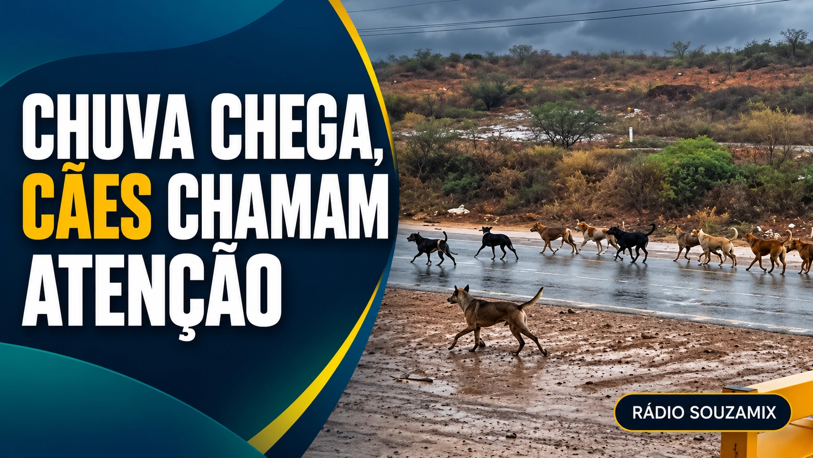 Brumado notícias: chuva chega à região, mas quantidade de cães nas ruas chama atenção