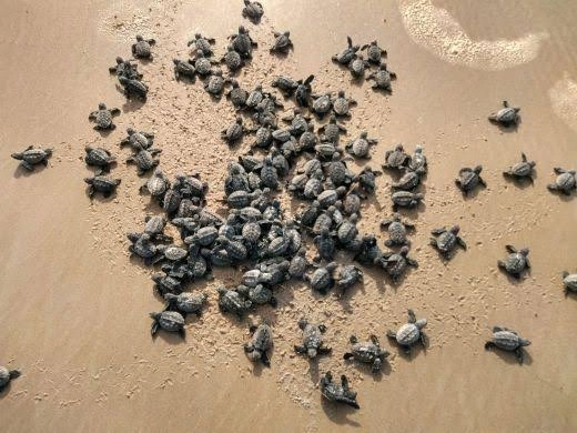 Praia de João Barrosa regista mais de 9 mil ninhos de tartarugas marinhas em Agosto