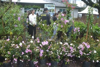 Chapecó realiza 24ª Feira de Mudas com 37 feirantes