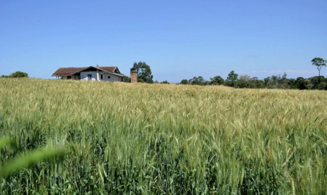 Produção agrícola movimenta mais de R$ 5 bilhões em municípios do Oeste de SC