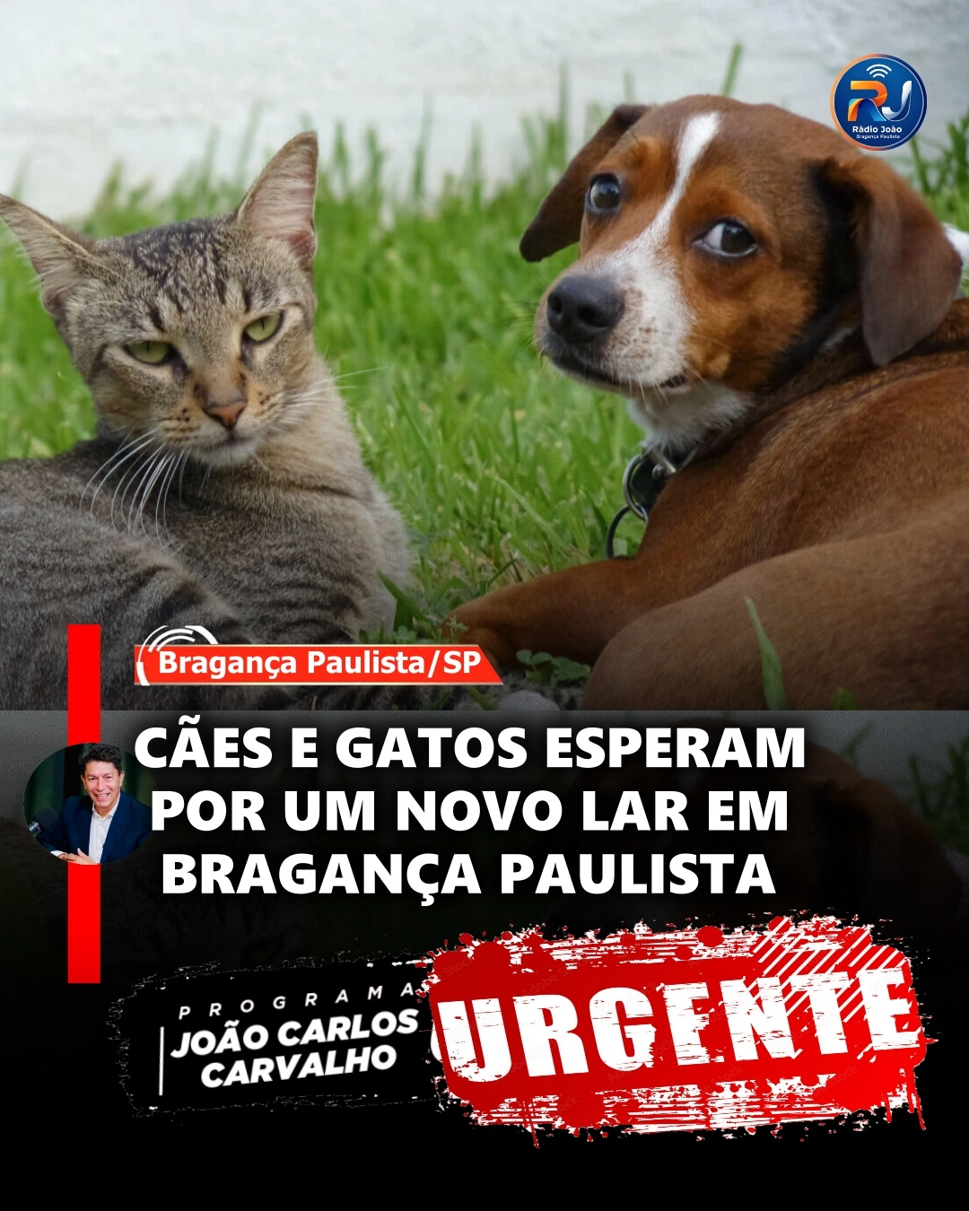 CÃES E GATOS AGUARDAM POR UMA NOVA FAMÍLIA EM BRAGANÇA PAULISTA