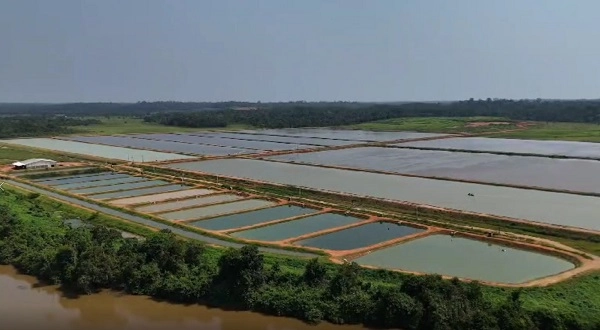 Produtor transforma área de pastagem degradada em fazenda que produz mil toneladas de peixe por ano
