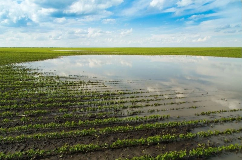 Campo mais protegido: lei do seguro rural amplia segurança e reduz incertezas