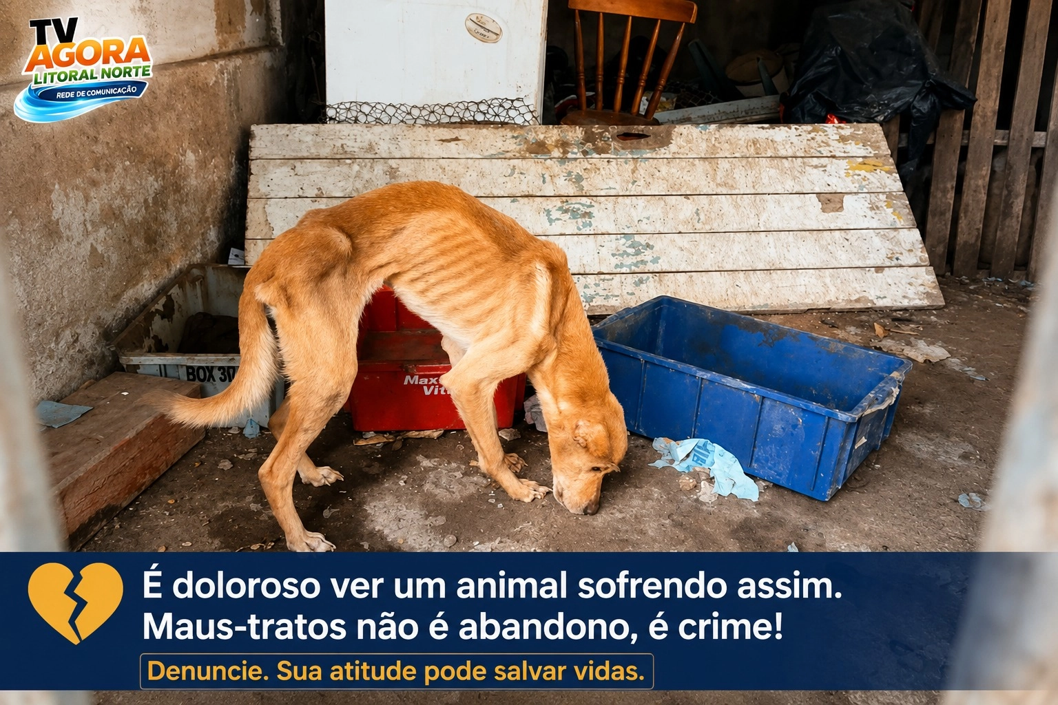 Quatro cães são resgatados em situação de maus-tratos em São Sebastião e passam por recuperação no CCZ