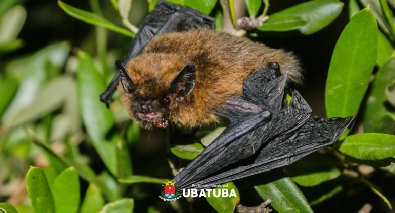 Ubatuba confirma dois morcegos com raiva e alerta moradores sobre cuidados para evitar contaminação