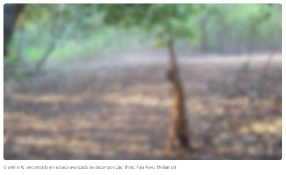 Imagem de exemplo