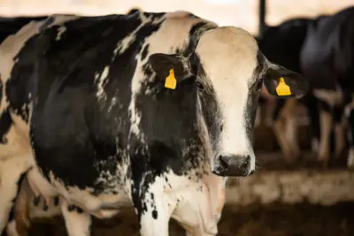 CNA alerta produtores de leite para importância da gestão de riscos